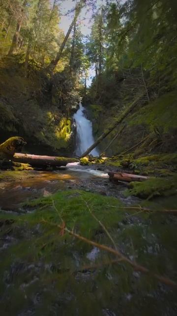 В ЛЕСУ смотреть онлайн