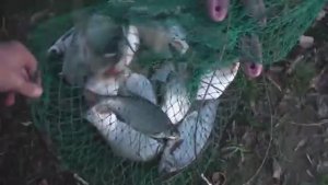 РЫБА СТЕНОЙ СТОИТ! ДЕДОВСКАЯ СНАСТЬ В ДЕЛЕ. Зимняя рыбалка 2025-2026