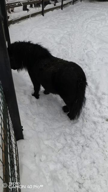 Лосиная биостанция. Маленькая лошадка смотреть онлайн