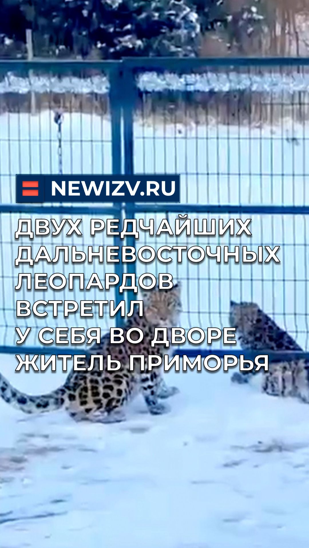Двух редчайших дальневосточных леопардов встретил у себя во дворе житель Приморья смотреть онлайн