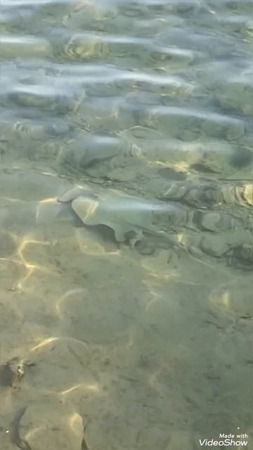 Скат малыш смотреть онлайн