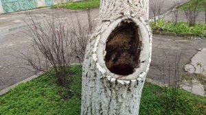 Один из дней города Евпатории | 3 февраля 2021 г | Крым | ХАН БАТОН XAH 6ATOH / VID_20210203_133307