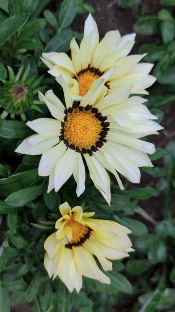 Гацания Цветок, Который Улыбается Только Солнцу! 🌞🌼 смотреть онлайн