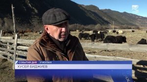 Яки помогли жителю Карачаево-Черкесии найти свое место в сегодняшнем мире