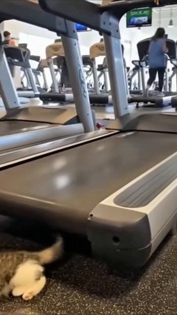 все на спорт #юмор #приколы смотреть онлайн