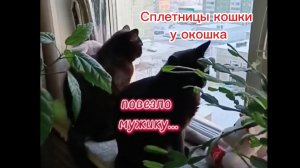 Кошки с озвучкой.