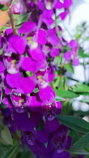 Ангелония - летняя орхидея для ленивых садовников.🥰 смотреть онлайн