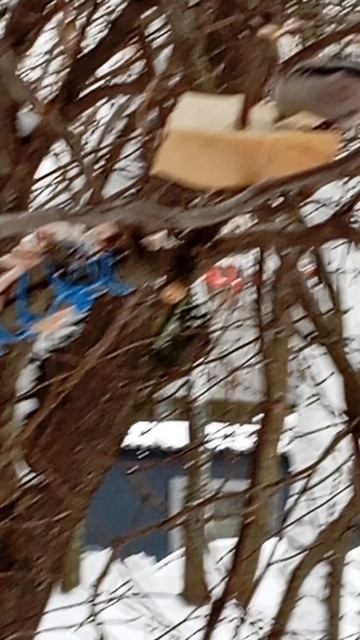 Стайка ополовников (длиннохвостая синица) прилетела к дальним кормушкам подкрепится (13.01.26.)