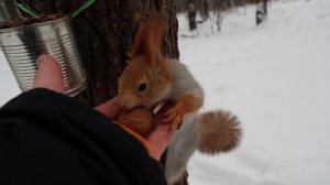 Много белок. Зарисовка