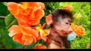 Люся ОТКАЗАЛАСЬ от ДЫНИ и стала питаться лепестками роз!