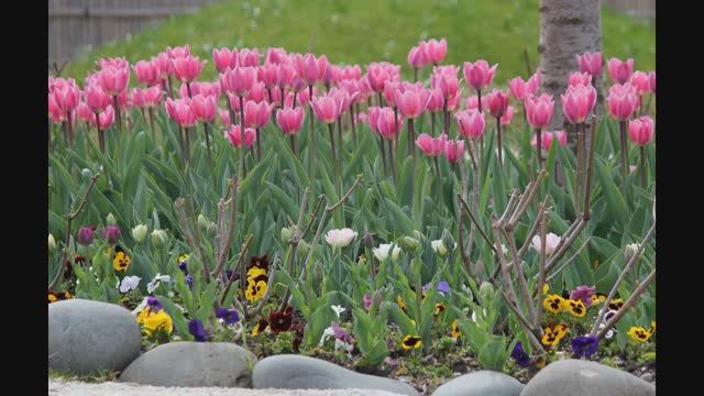 Светлана Резанова - Тюльпаны смотреть онлайн