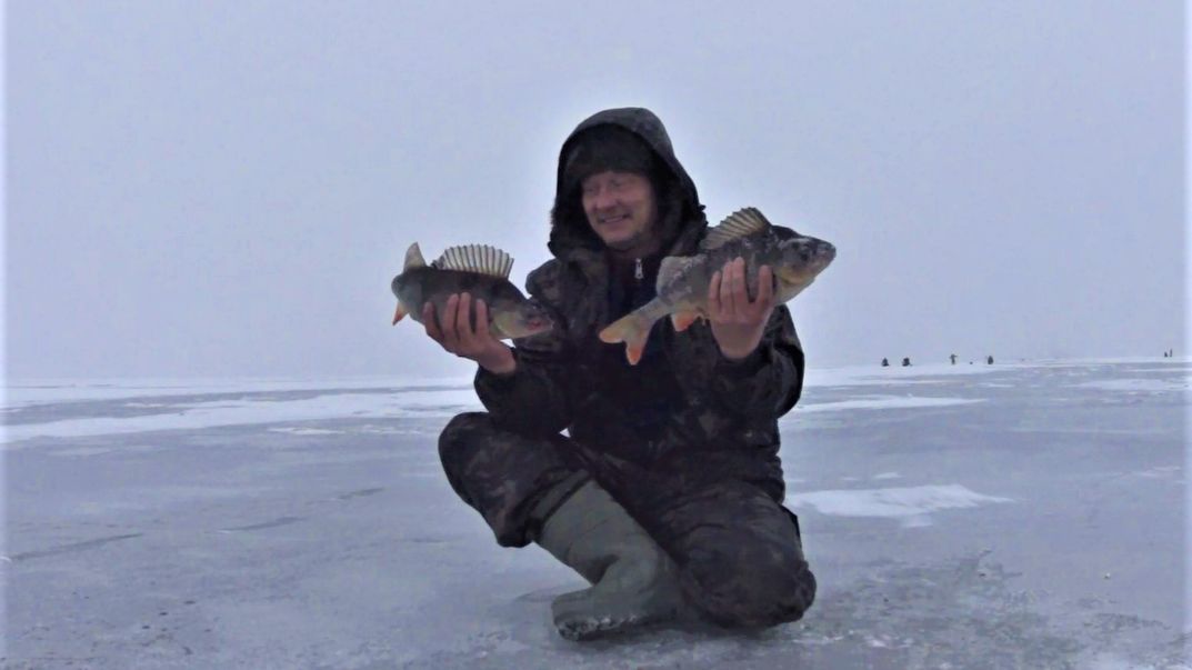 СТОЛЬКО РЫБЫ, ЧТО ЕЛЕ ДОПЁР... РАЗДАЧА ТРОФЕЙНОГО ОКУНЯ ... смотреть онлайн