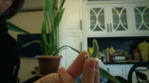 Мой подарок на Новый Год, как мы отдохнули в Батуми