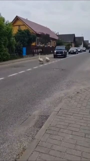 Чисто идём с другом в школу смотреть онлайн