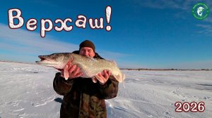 МАМКА 2026, ЩУКА ГОНЯЛА НАС КАК ПО ПЕРВОМУ ЛЬДУ! ВЕРХНИЙ ТОБОЛ, ЖЕРЛИЦЫ УДОЧКИ РЫБАЛКА В КАЗАХСТАНЕ!