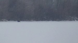 Охота на зайца с собаками (35 часть)