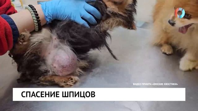 Спасение шпицов