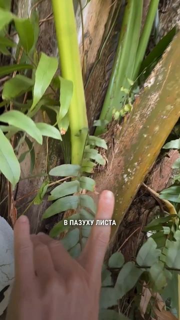 Кто растет на пальме?😊 смотреть онлайн