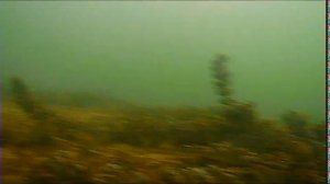 любопытный окунь , подводный мир