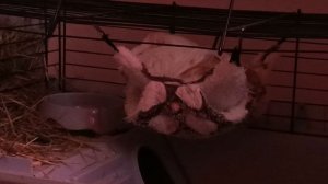 Морская свинка