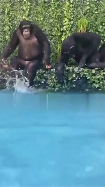 Кисловодск #приколы #прикол #юмор смотреть онлайн