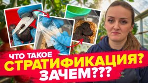 ПРО СТРАТИФИКАЦИЮ СЕМЯН