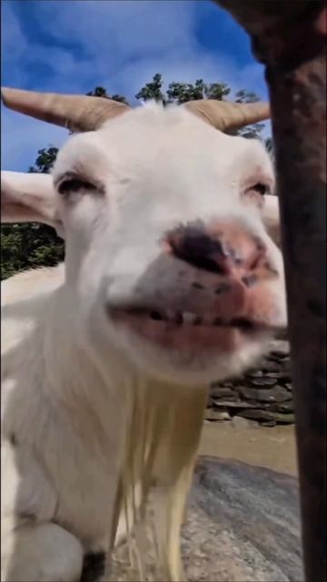 жую и жую #приколы #прикол #юмор #козлик смотреть онлайн