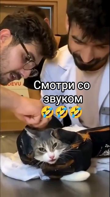 Кот в ветклинике) #созвукои #юмор #смех #кот #папатрехпринцесс #прикол #рек #улыбка #шутка