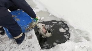 14.01.26. Зарыбление VIP зоны форелью.