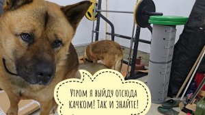 Закрыли Пса Кубика в гараже на ночь, теперь он страдает и тоскует