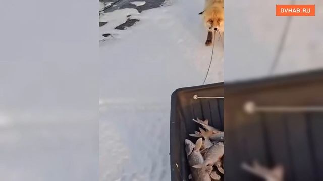 Лиса попыталась утащить улов у рыбаков смотреть онлайн