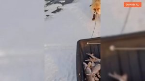 Лиса попыталась утащить улов у рыбаков