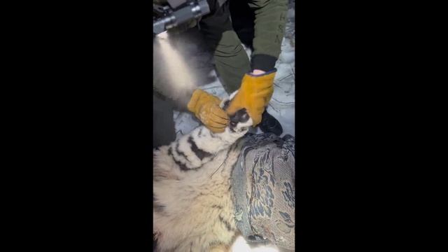 Молодую конфликтную тигрицу отловили в Хабаровском крае смотреть онлайн