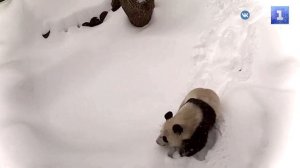 Весёлая проказница: панда Катюша показала класс по входу в вольер