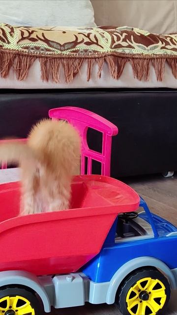 Котенок управляет детским самосвалом. смотреть онлайн