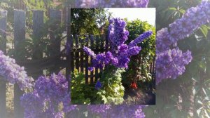 Деревенская рапсодия