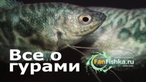Гурами содержание и уход в аквариуме, виды, совместимость, разведение и нерест!