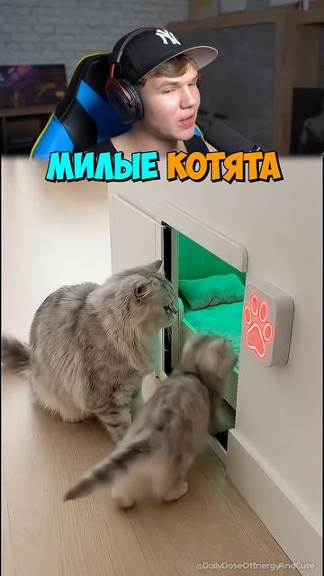 Кот Помог КОТЁНКУ Зайти в Комнату!🐱✨ #shorts #шортс #животные #котенок #милота #юмор #мем #прикол смотреть онлайн