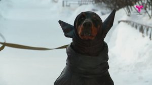 Собачья мода