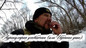 Аурикулярия уховидная (или Иудины уши).