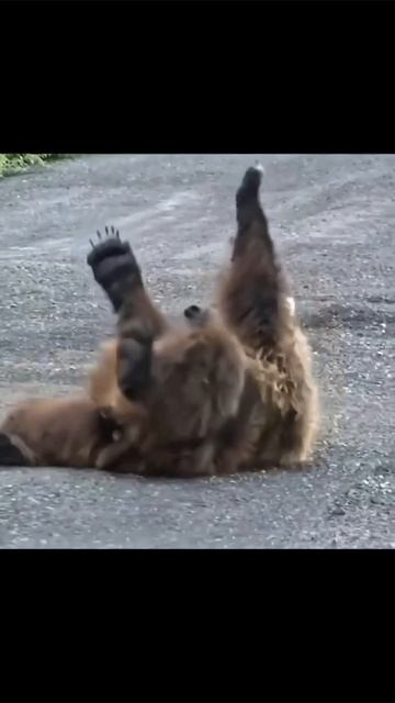 ура зарплата пришла #юмор #приколы #прикол смотреть онлайн