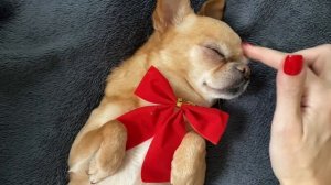 ASMR too many mouth sounds 💋