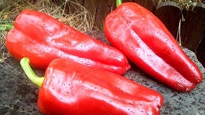 Самые урожайные и вкусные ПЕРЦЫ!!! Обзор семян! смотреть онлайн