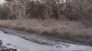 Прогулка по лесу морозным утром как медитация