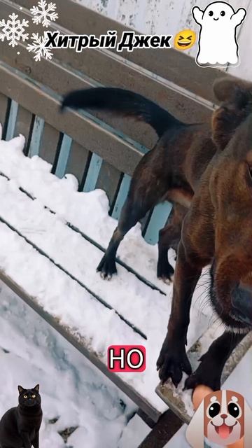 Хитрый Джек🐶🐱😅 смотреть онлайн