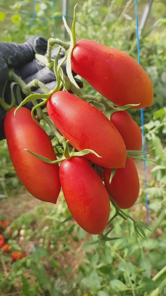 Любимчики сортов и гибридов томатов 🍅 смотреть онлайн