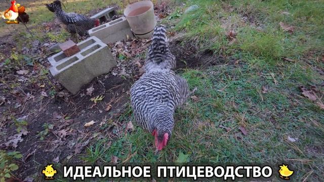 Идеальное птицеводство достойно восхищения 🐓🦆🦢🦚🦃🐔 эпизод (442) смотреть онлайн