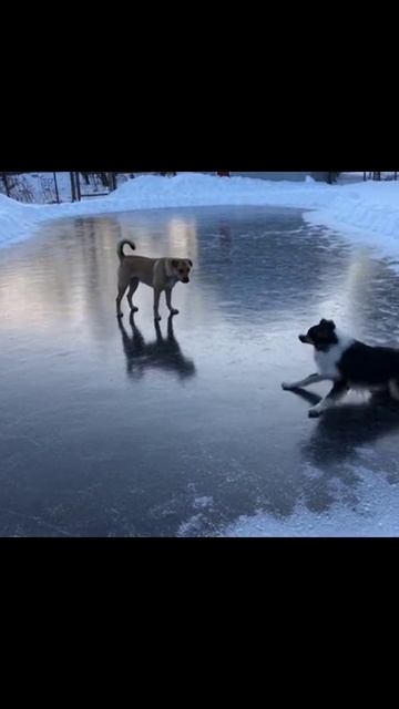 собаканальду собачьи_приключения собачья_радость собачья_жизнь друзья_четвероногие собаки_в_г