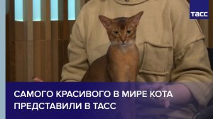 Самого красивого в мире кота представили в ТАСС