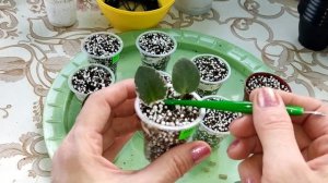 Фиалки с листика. Правильно укоренить лист фиалки - самое главное в одном месте.